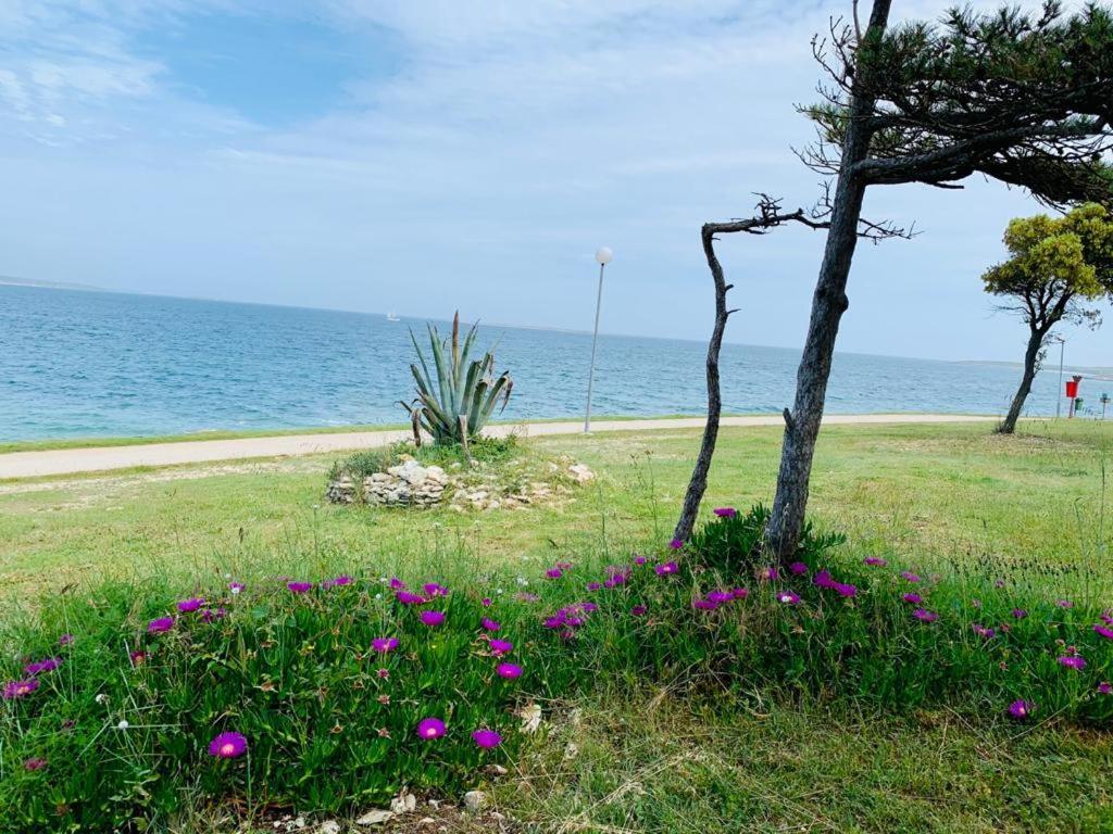Apartment Alexandra erste Linie vor Meer und Kamenjak Premantura Buitenkant foto